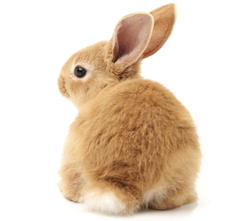 Young rabbit
