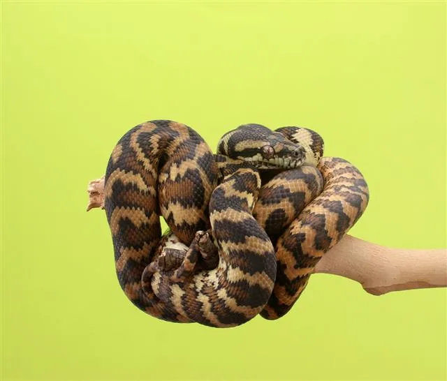 A reticulated python coiled on a branch showing its geometric scale pattern