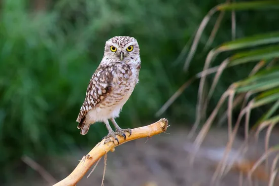 Burrowing Owl