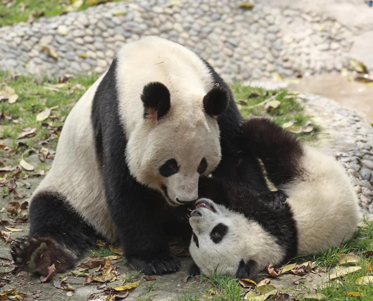 Giant panda mother with her young cub