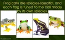 Types of Frogs and Toads: A Complete Picture Guide