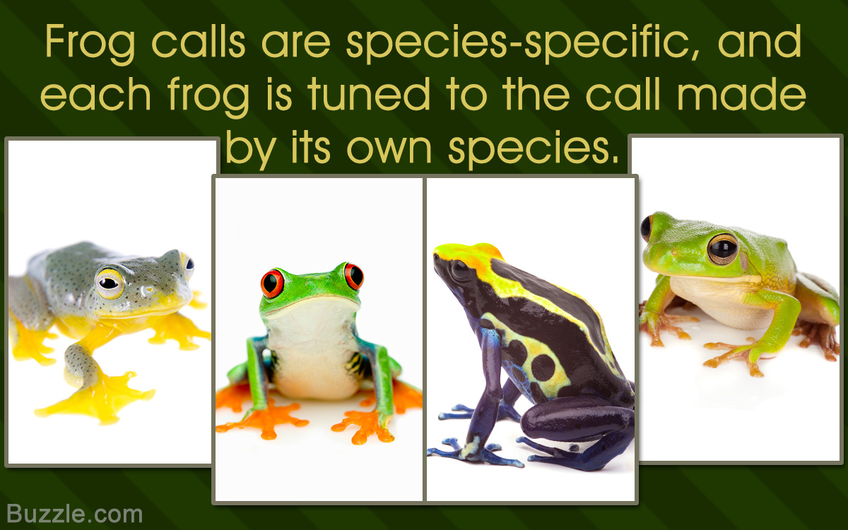Four distinct frog species are displayed in separate white panels on a green background.