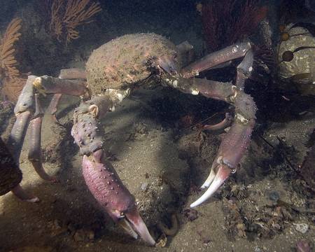 Sheep crab (Loxorhynchus grandis) in the shallow waters off the California coast