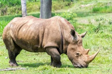 Rhinoceros standing in savanna grassland