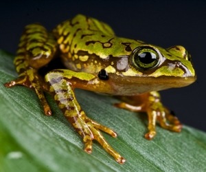 Boophis microtympanum