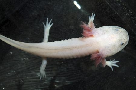 White axolotl