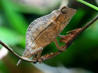 Tiny Pygmy Leaf Chameleon on a branch resembling a dried leaf