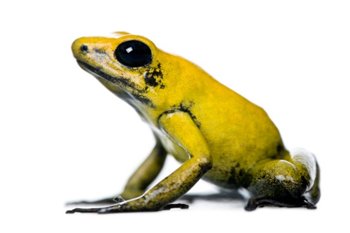 Golden poison dart frog, brilliant yellow