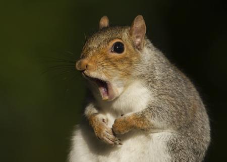 Gray squirrel