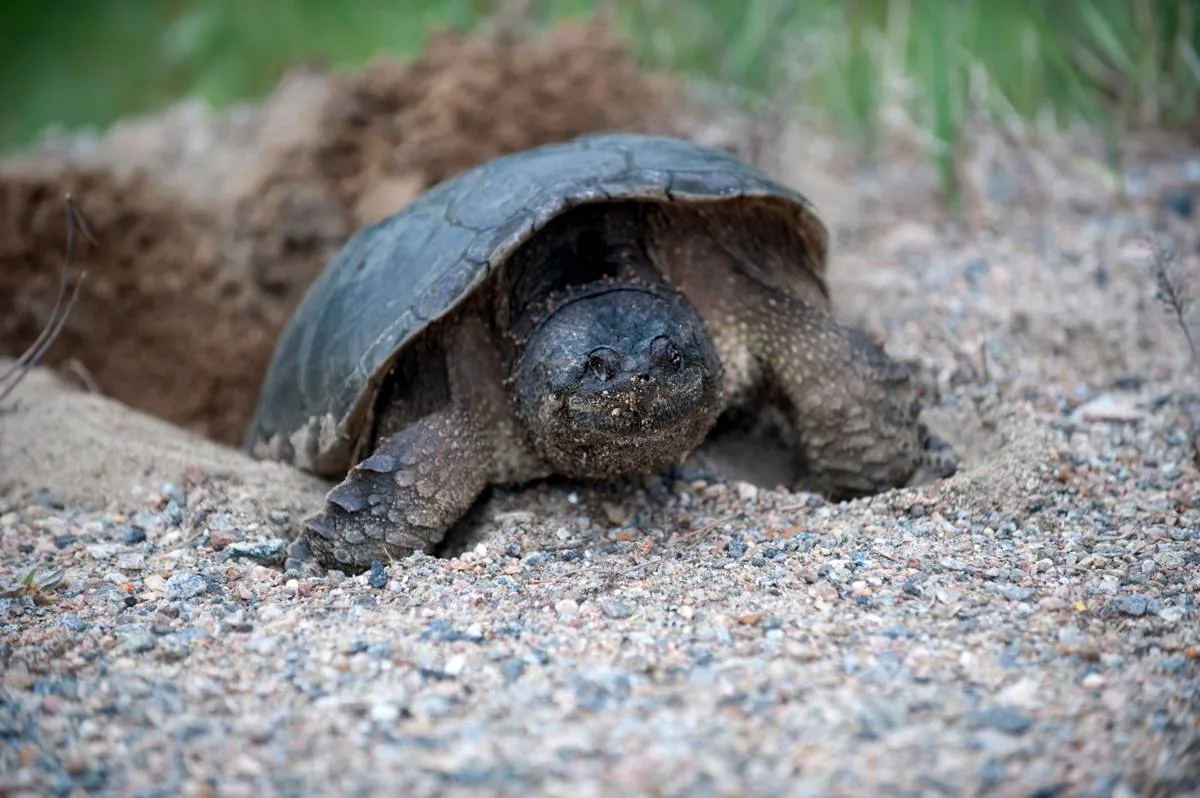Turtle hatchling emerging from egg in soil