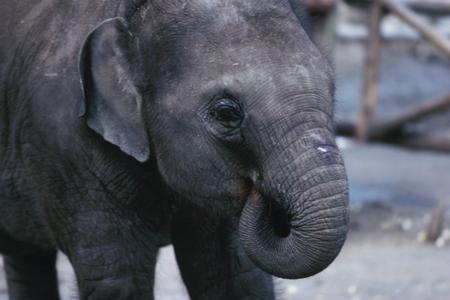 Baby elephant