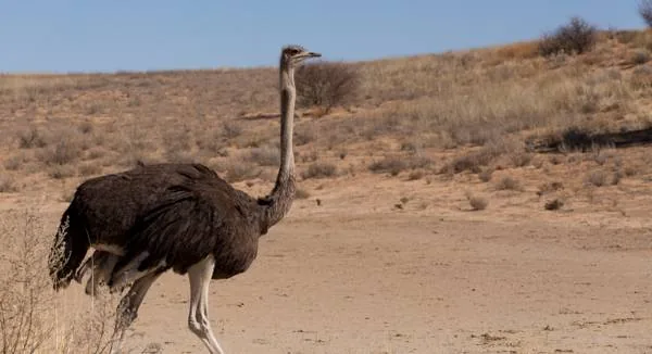 Ostrich striding across the Sahara desert