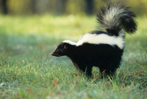 Black and white skunk