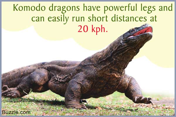 Komodo dragon on grass in the morning sun