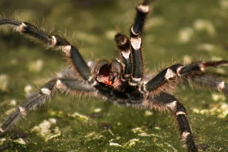 Brazilian wandering spider in defensive posture, front legs raised
