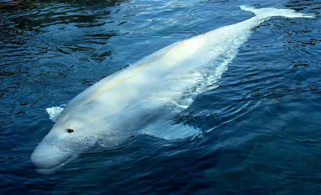 Beluga whale surfacing to breathe through its blowhole