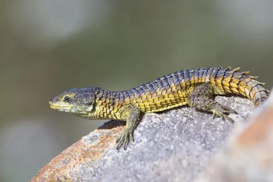 Plated Lizards (Gerrhosauridae)