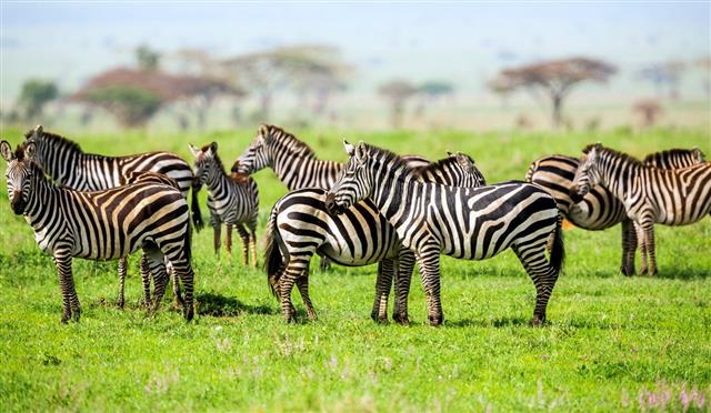 A herd of zebras in the African savanna