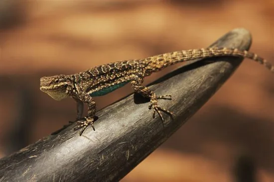 Tegus and Whiptails (Teiidae)