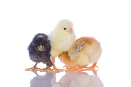 Three baby chicks