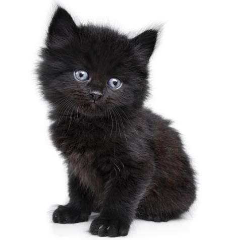 Black little kitten