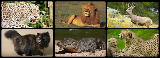 Persian leopard, Asiatic lion, Persian fallow deer, Persian cat, mugger crocodile and Asiatic cheetah of Iran