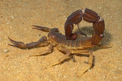 Scorpion on sand