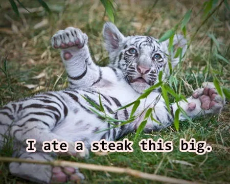 Hungry white tiger cub