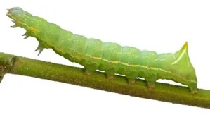 Drepanid caterpillar