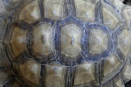 The dome of a tortoise shell, made from fused scutes