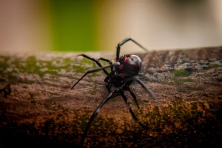 Female black widow spider showing the distinctive red hourglass marking on its abdomen