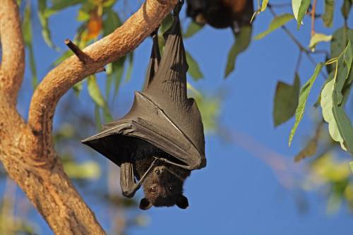 Black flying fox roosting