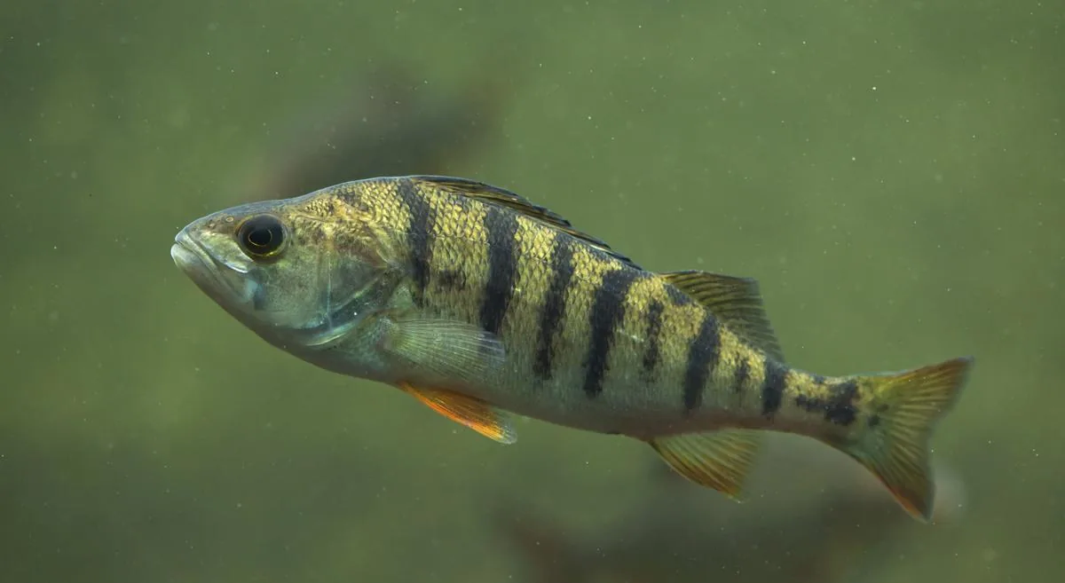 European perch (Perca fluviatilis) showing distinctive green body and dark banding