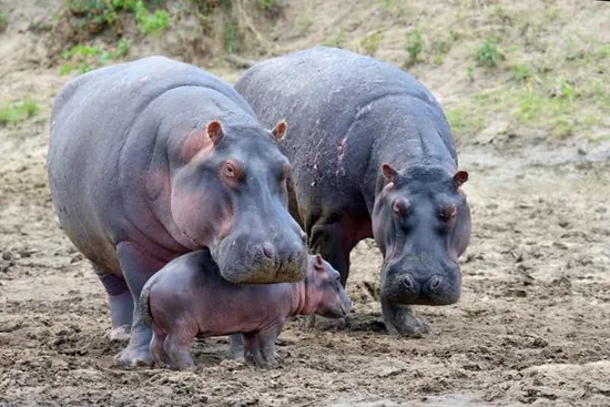 Hippopotamus