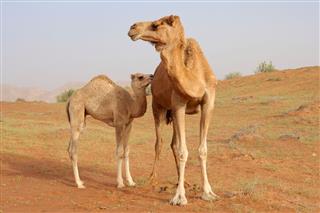 Camel with calf