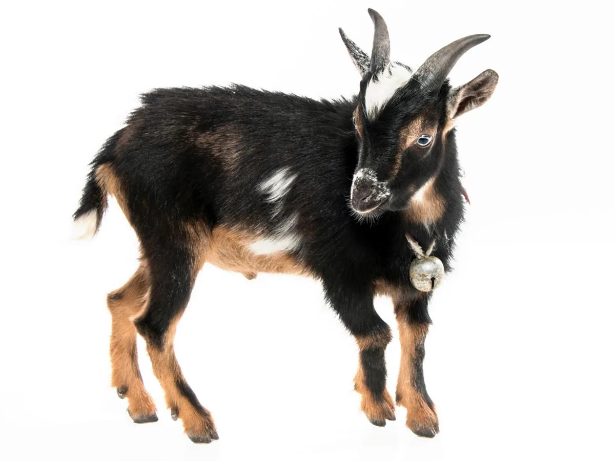White Kiko goats grazing in a paddock