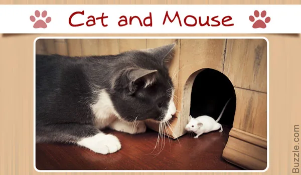 Cat and mouse