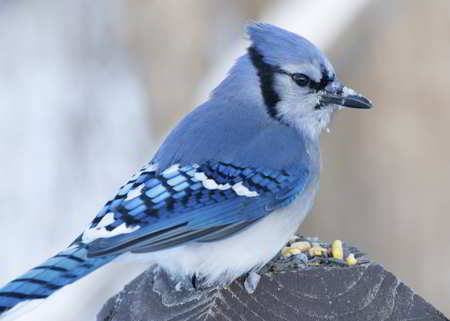 Blue Jay, a blue-colored animal