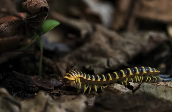 Centipede