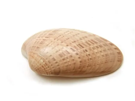Sunray Venus Clam, shiny shell with radiating sunburst pattern