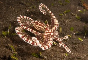 Mimic Octopus, brownish body with white stripes on sandy seafloor