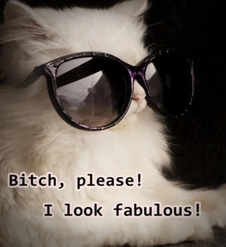 Fashionista cat