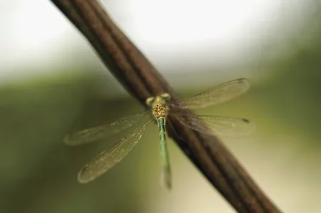 Close-up of a dragonfly perched on a stem, large iridescent compound eyes visible