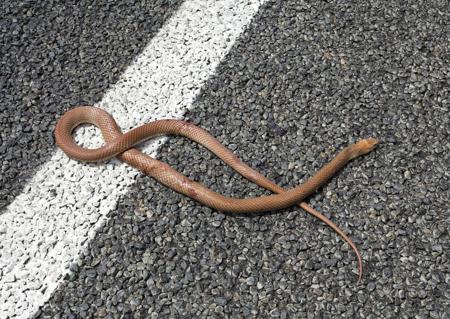 The Eastern Brown Snake