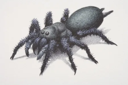 Sydney funnel-web spider showing dark glossy body and large fangs