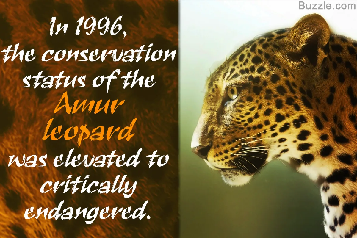 An Amur leopard in its natural habitat