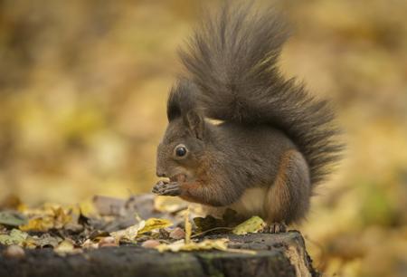 A red squirrel (Sciurus vulgaris) perched on a branch in daylight, a classic diurnal mammal