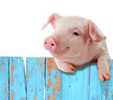Funny pig
