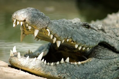 Saltwater crocodile showing massive jaw structure and sharp teeth