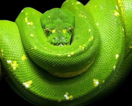 Green Tree Python coiled on a branch, vivid emerald scales